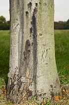 Bleeding canker disease on Horse chestnut tree(Aesculus hippocastanum) Regent's Park, London, UK.