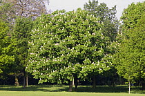 Horse chestnut (Aesculus hippocastanum) tree flowering, Regent's Park, London, UK.