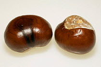 Horse chestnut conkers (Aesculus hippocastanum).