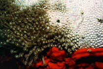 Goniopora coral showing bleached and unbleached polyps, Indonesia, Borneo.