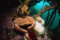 Edible crab (Cancer pagurus) in kelp, St. Abbs,  North Sea, Atlantic Ocean.
