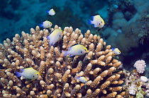 Red Sea dascyllus (Dascyllus marginatus) shoal hovering over branching coral in which they hide. Red Sea, Egypt.