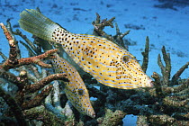 Scribbled filefish (Aluterus scriptus) Andaman Sea, Thailand.