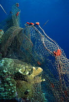 Fishing net caught on coral reef. Moluccas, Indonesia.