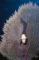 Flamingo tongue (Cyphoma gibbosum) attached to and feeding on Gorgonian coral. Caribbean, Atlantic Ocean.