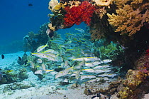 School of Yellowstripe goatfish (Mulloidichthys flavolineatus) on coral reef. Red Sea, Egypt.