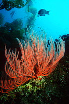 Sea fan or Gorgonian (Laphogoria chitensis) in Giant kelp forest. California, USA.