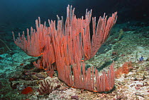 Red whip coral (Ctenocella pectinata). New Guinea. Indo-Pacific.