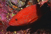 Coral hind (Cephalopholis miniata) with Hingebeak shrimps (Rhynchocinetes durbanensis). Andaman Sea, Thailand.