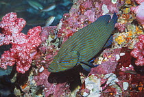 Bluelined hind (Cephalopholis formosa). Andaman Sea, Thailand.