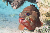 Blacktip grouper (Epinephelus fasciatus). Red Sea, Egypt.