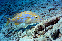 Blue striped grunt (Haemulon sciurus) following a Sharptail eel (Myrichthys breviceps) hunting on coral bed. Netherlands Antilles, Caribbean, Atlantic Ocean.