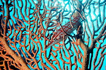 Longnose hawkfish (Oxycirrhites typus) resting in Gorgonian coral. Red Sea, Egypt.