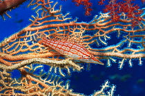 Longose hawkfish (Oxycirrhites typus) resting on Gorgonian coral. Red Sea, Egypt.