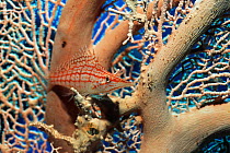 Longose hawkfish (Oxycirrhites typus) resting on Gorgonian coral. Red Sea, Egypt.