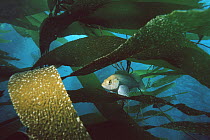 Island kelpfish (Alloclinus holderi) in Giant kelp (Macrocystis pyrifera) forest, California, USA.