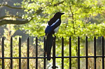Magpie (Pica pica) perched on iron railings in Regent's Park. London, UK.