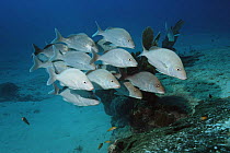 Cottonwick Margate (Haemulon melanurum) shoal. Caribbean, Atlantic Ocean.