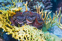 Fluted giant clam (Tridacna squamosa) and Fire coral (Millepora sp.), Red Sea, Egypt.