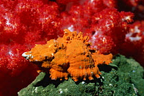 Murex / Rock shell (Chicoreus sp.) Andaman Sea, Thailand.