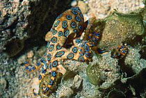Greater Blue-ringed octopus (Hapalochlaena lunulata). Bunaken National Park, North Sulawesi, Indonesia.
