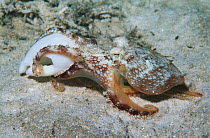 Veined octopus (Octopus marginatus) investigating a shell on the sand. Mabul, Malaysia.