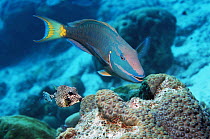 Spotlight parrotfish (Sparisoma viride) grazing on coral next to a Smooth trunkfish (Lactophrys triqueter) Netherlands Antilles, Caribbean, Atlantic Ocean