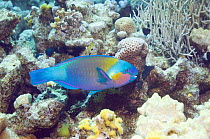 Purplestreak parrotfish (Chlorurus genazonatus). Red Sea, Egypt.