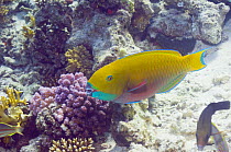 Steepheaded parrotfish (Scarus gibbus) Red Sea, Egypt