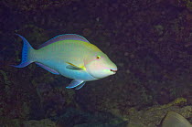 Longnose parrotfish (Hipposcarus harid) portrait. Red Sea, Egypt.
