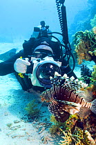 Lionfish (Pterois volitans) being photographed by underwater photographer, Red Sea, Egypt.