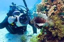 Lionfish (Pterois volitans) being photographed by underwater photographer. Red Sea, Egypt.
