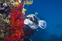 Masked pufferfish (Arothron diadematus). Red Sea,  Endemic