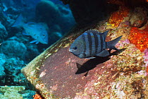 Sergeant major fish (Abudefduf saxatilis) guarding egg mass. Netherlands Antilles, Caribbean, Atlantic Ocean