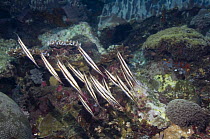 Shrimpfish (Aeoliscus strigatus) shoal. Lembeh Strait, North Sulawesi, Indonesia.