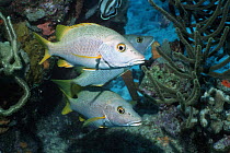 Schoolmaster (Lutjanus apodus) fish on coral reef. Netherlands Antilles, Caribbean, Atlantic Ocean.