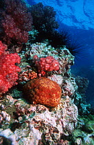 Large pincushion starfish (Culcita novaguinea) on reef wall. Andaman Sea, Thailand.