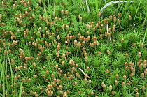 Moss {Polytrichum sp} spore capsules, UK
