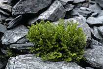 Parsley fern {Cryptogramma crispa} growing in dry stone wall, UK