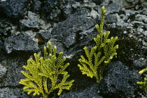Spreading clubmoss {Lycopodium gayanum} growing amongst rocks, New Zealand