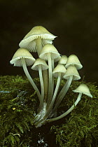 Toadstools of Bonnet mycena {Mycena galericulata} UK