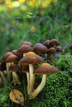 Sulphur tuft fungus {Hypholoma fasciculare} UK