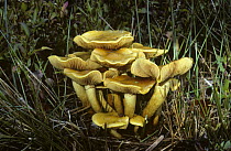 Fungus {Phaliota alnicola} Sussex, UK