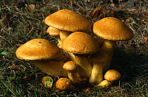 Orange pholiota Mushroom tufts {Gymnopilus junonius} Hants, UK