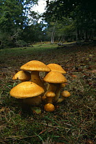 Orange pholiota Mushroom tufts {Gymnopilus junonius} growing in woodland clearing. Hants, UK