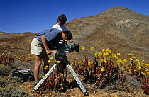 Camerman Richard Ganniclifft filming Aloe plants on location in South Africa for BBC television series "Private Life of Plants", early 1990s