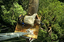 Hugh Miles filming from a canopy platform in the tropical rainforest of Sabah, Borneo. On location for BBC television series "Private Life of Plants", early 1990s