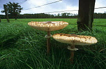 Parasol mushroom {Macrolepiota procera} growing in grass verge beside fence, Germany