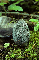 Ink cap fungus {Coprinus lagopides} Surrey, UK