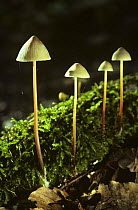 Four Stainer fungi {Mycena crocata} growing in a line on a moss-covered log. Hants, UK